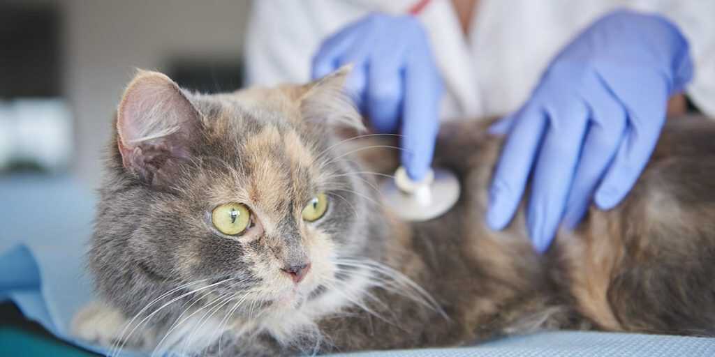 How Often Should You Take Your Cat to the Vet: Essential Guide